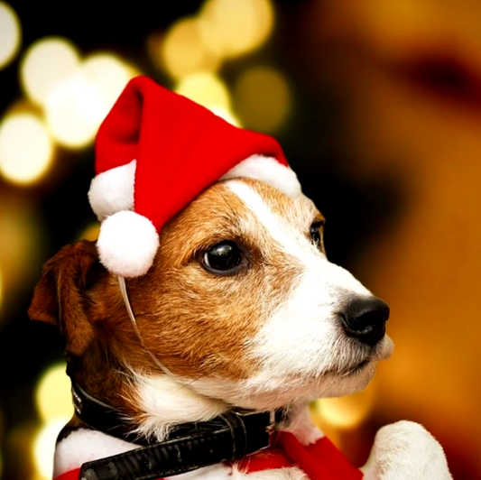 Christmas Hat for Dogs