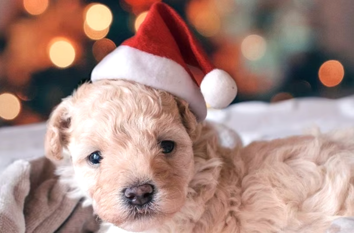 Christmas Hat for Dogs